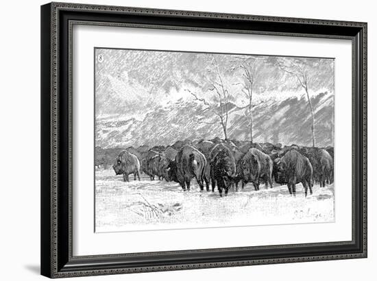 Herd of Buffalo in a Blizzard, 1887-null-Framed Art Print