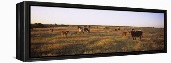Herd of Cattle Grazing in a Field, Texas Longhorn Cattle, Kansas, USA-null-Framed Premier Image Canvas