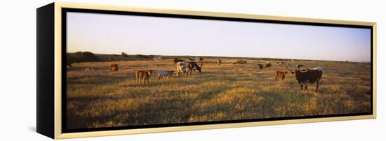 Herd of Cattle Grazing in a Field, Texas Longhorn Cattle, Kansas, USA-null-Framed Premier Image Canvas