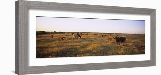 Herd of Cattle Grazing in a Field, Texas Longhorn Cattle, Kansas, USA-null-Framed Photographic Print