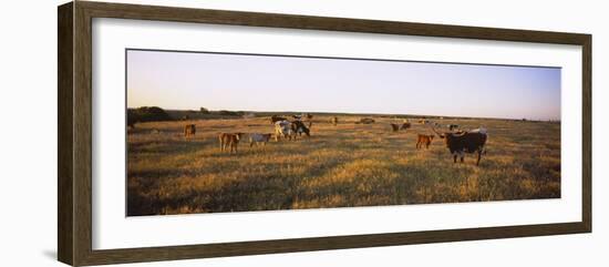 Herd of Cattle Grazing in a Field, Texas Longhorn Cattle, Kansas, USA-null-Framed Photographic Print