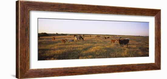 Herd of Cattle Grazing in a Field, Texas Longhorn Cattle, Kansas, USA-null-Framed Photographic Print