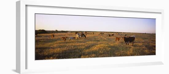 Herd of Cattle Grazing in a Field, Texas Longhorn Cattle, Kansas, USA-null-Framed Photographic Print