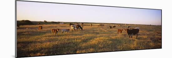 Herd of Cattle Grazing in a Field, Texas Longhorn Cattle, Kansas, USA-null-Mounted Photographic Print