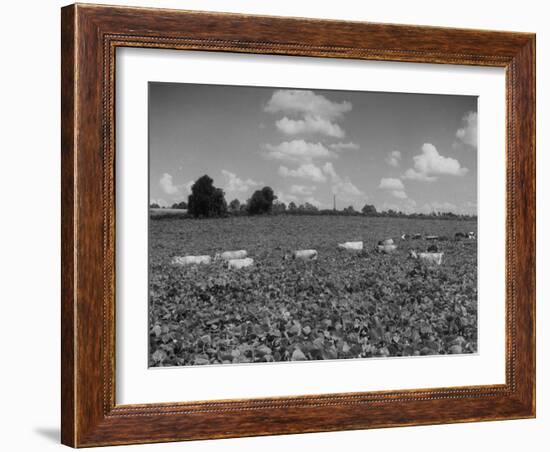 Herd of Cows Grazing in a Field of Fast Growing Kudzu Vines-Margaret Bourke-White-Framed Photographic Print