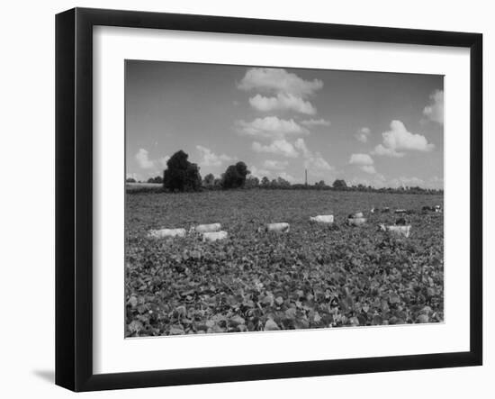 Herd of Cows Grazing in a Field of Fast Growing Kudzu Vines-Margaret Bourke-White-Framed Photographic Print