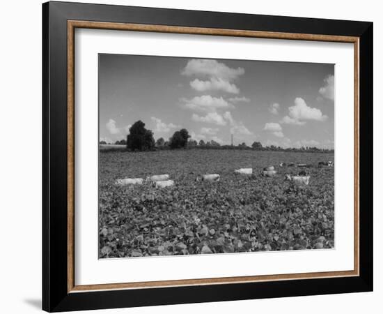 Herd of Cows Grazing in a Field of Fast Growing Kudzu Vines-Margaret Bourke-White-Framed Photographic Print