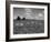 Herd of Cows Grazing in a Field of Fast Growing Kudzu Vines-Margaret Bourke-White-Framed Photographic Print