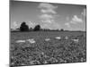 Herd of Cows Grazing in a Field of Fast Growing Kudzu Vines-Margaret Bourke-White-Mounted Photographic Print