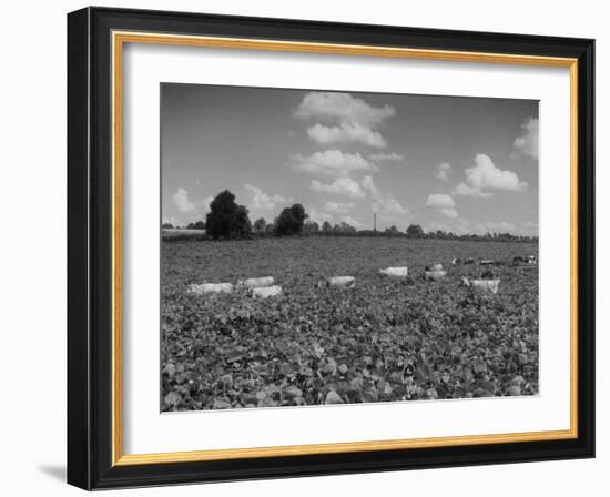 Herd of Cows Grazing in a Field of Fast Growing Kudzu Vines-Margaret Bourke-White-Framed Photographic Print