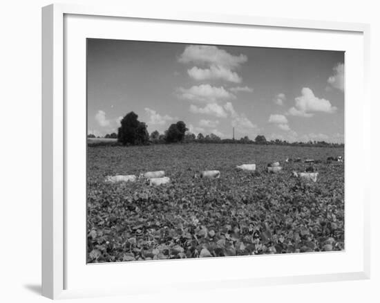 Herd of Cows Grazing in a Field of Fast Growing Kudzu Vines-Margaret Bourke-White-Framed Photographic Print