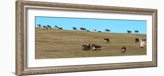 Herd of cows grazing on a hill, Point Reyes National Seashore, Point Reyes Peninsula, Marin Coun...-null-Framed Photographic Print