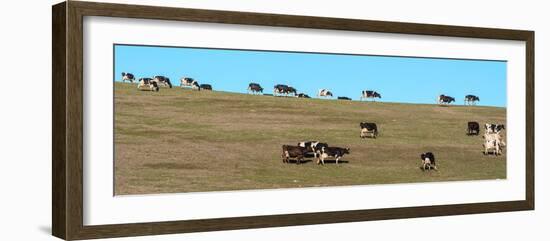 Herd of cows grazing on a hill, Point Reyes National Seashore, Point Reyes Peninsula, Marin Coun...-null-Framed Photographic Print