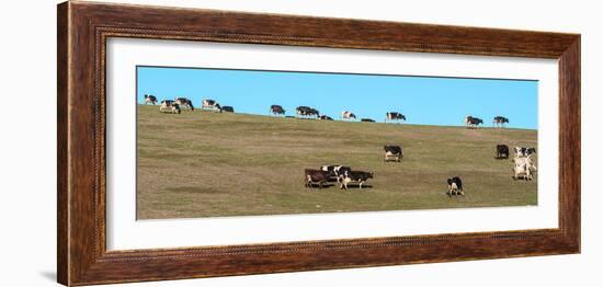 Herd of cows grazing on a hill, Point Reyes National Seashore, Point Reyes Peninsula, Marin Coun...-null-Framed Photographic Print