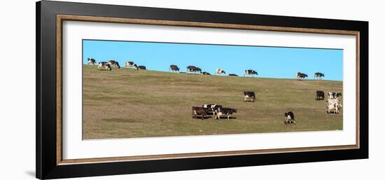 Herd of cows grazing on a hill, Point Reyes National Seashore, Point Reyes Peninsula, Marin Coun...-null-Framed Photographic Print