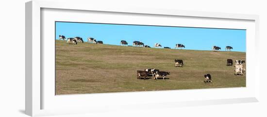 Herd of cows grazing on a hill, Point Reyes National Seashore, Point Reyes Peninsula, Marin Coun...-null-Framed Photographic Print