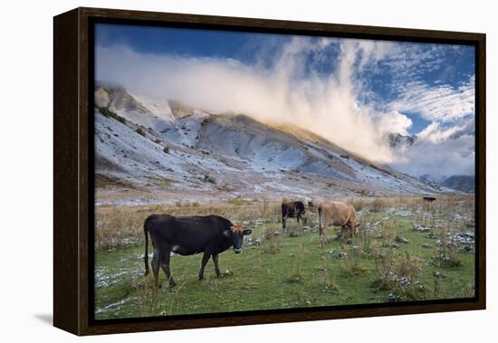 Herd of Cows in a Pasture in the Mountains. Autumn Landscape with the First Snow. Mountain Shkhara-Kotenko-Framed Premier Image Canvas