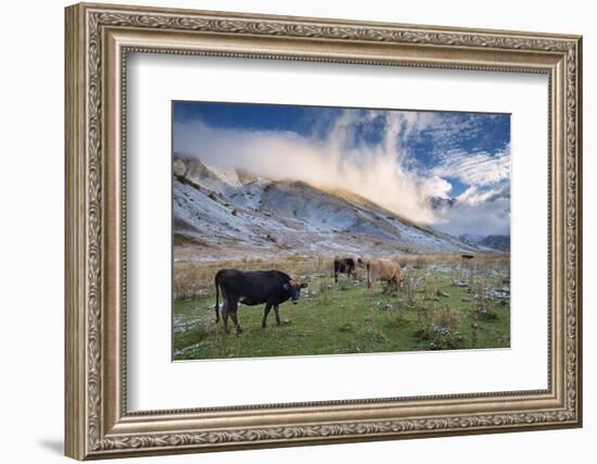 Herd of Cows in a Pasture in the Mountains. Autumn Landscape with the First Snow. Mountain Shkhara-Kotenko-Framed Photographic Print