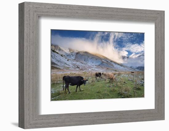 Herd of Cows in a Pasture in the Mountains. Autumn Landscape with the First Snow. Mountain Shkhara-Kotenko-Framed Photographic Print