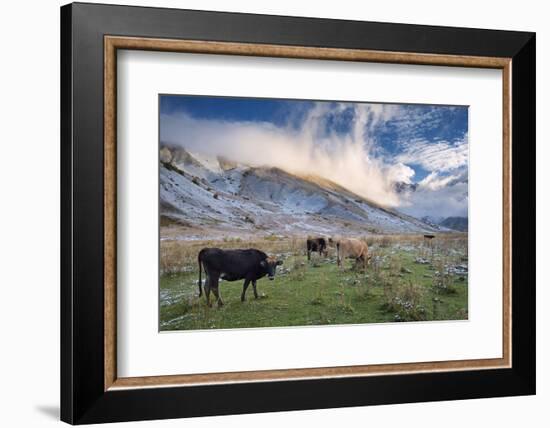 Herd of Cows in a Pasture in the Mountains. Autumn Landscape with the First Snow. Mountain Shkhara-Kotenko-Framed Photographic Print