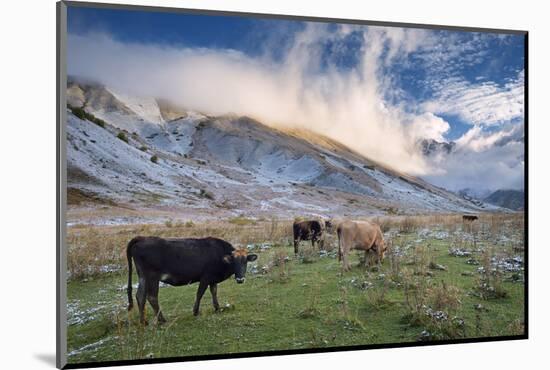 Herd of Cows in a Pasture in the Mountains. Autumn Landscape with the First Snow. Mountain Shkhara-Kotenko-Mounted Photographic Print