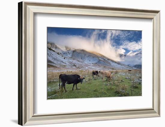 Herd of Cows in a Pasture in the Mountains. Autumn Landscape with the First Snow. Mountain Shkhara-Kotenko-Framed Photographic Print