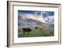 Herd of Cows in a Pasture in the Mountains. Autumn Landscape with the First Snow. Mountain Shkhara-Kotenko-Framed Photographic Print
