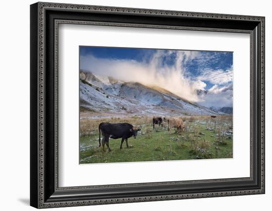 Herd of Cows in a Pasture in the Mountains. Autumn Landscape with the First Snow. Mountain Shkhara-Kotenko-Framed Photographic Print