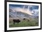 Herd of Cows in a Pasture in the Mountains. Autumn Landscape with the First Snow. Mountain Shkhara-Kotenko-Framed Photographic Print