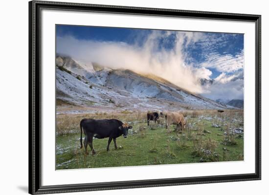 Herd of Cows in a Pasture in the Mountains. Autumn Landscape with the First Snow. Mountain Shkhara-Kotenko-Framed Photographic Print