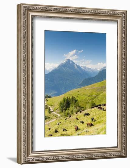 Herd of Cows in the Aosta Valley, Vetan, Aosta Valley, Italian Alps, Italy, Europe-Nico Tondini-Framed Photographic Print