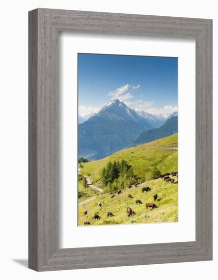 Herd of Cows in the Aosta Valley, Vetan, Aosta Valley, Italian Alps, Italy, Europe-Nico Tondini-Framed Photographic Print