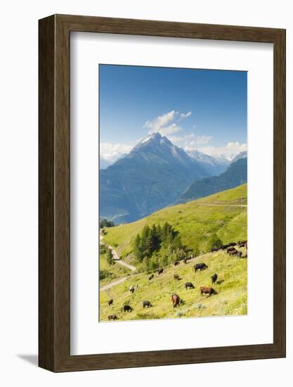 Herd of Cows in the Aosta Valley, Vetan, Aosta Valley, Italian Alps, Italy, Europe-Nico Tondini-Framed Photographic Print