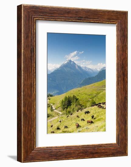 Herd of Cows in the Aosta Valley, Vetan, Aosta Valley, Italian Alps, Italy, Europe-Nico Tondini-Framed Photographic Print