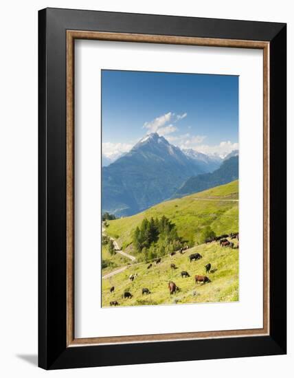 Herd of Cows in the Aosta Valley, Vetan, Aosta Valley, Italian Alps, Italy, Europe-Nico Tondini-Framed Photographic Print