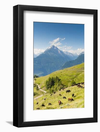 Herd of Cows in the Aosta Valley, Vetan, Aosta Valley, Italian Alps, Italy, Europe-Nico Tondini-Framed Photographic Print