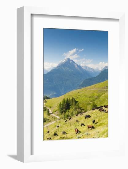 Herd of Cows in the Aosta Valley, Vetan, Aosta Valley, Italian Alps, Italy, Europe-Nico Tondini-Framed Photographic Print