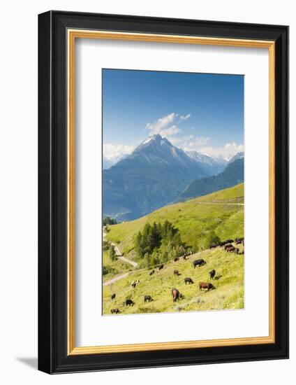 Herd of Cows in the Aosta Valley, Vetan, Aosta Valley, Italian Alps, Italy, Europe-Nico Tondini-Framed Photographic Print