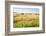 Herd of Cows, National Park of Ichkeul, Bizerte Province, Tunisia, North Africa-Nico Tondini-Framed Photographic Print