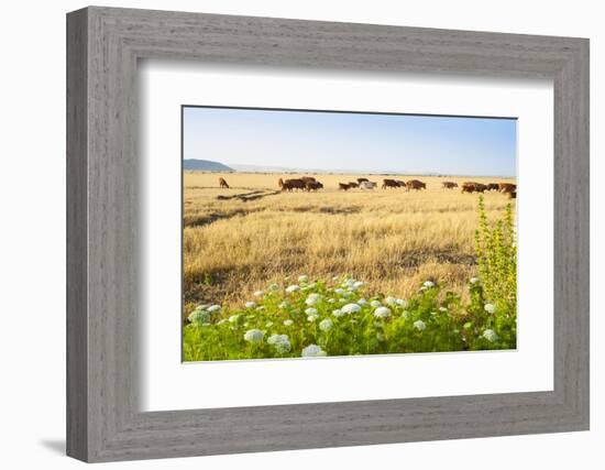 Herd of Cows, National Park of Ichkeul, Bizerte Province, Tunisia, North Africa-Nico Tondini-Framed Photographic Print