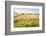 Herd of Cows, National Park of Ichkeul, Bizerte Province, Tunisia, North Africa-Nico Tondini-Framed Photographic Print