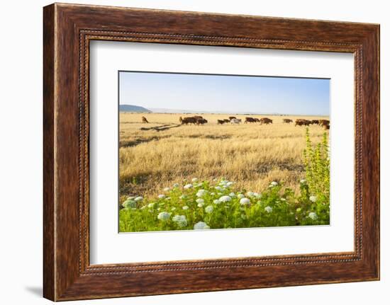 Herd of Cows, National Park of Ichkeul, Bizerte Province, Tunisia, North Africa-Nico Tondini-Framed Photographic Print