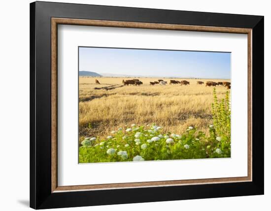 Herd of Cows, National Park of Ichkeul, Bizerte Province, Tunisia, North Africa-Nico Tondini-Framed Photographic Print