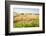 Herd of Cows, National Park of Ichkeul, Bizerte Province, Tunisia, North Africa-Nico Tondini-Framed Photographic Print