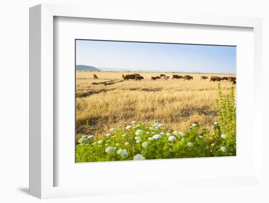 Herd of Cows, National Park of Ichkeul, Bizerte Province, Tunisia, North Africa-Nico Tondini-Framed Photographic Print