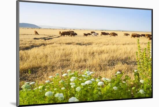 Herd of Cows, National Park of Ichkeul, Bizerte Province, Tunisia, North Africa-Nico Tondini-Mounted Photographic Print