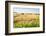 Herd of Cows, National Park of Ichkeul, Bizerte Province, Tunisia, North Africa-Nico Tondini-Framed Photographic Print