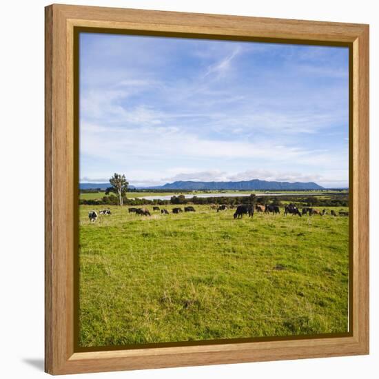 Herd of Cows on Farmland on the West Coast, South Island, New Zealand, Pacific-Matthew Williams-Ellis-Framed Premier Image Canvas