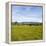 Herd of Cows on Farmland on the West Coast, South Island, New Zealand, Pacific-Matthew Williams-Ellis-Framed Premier Image Canvas