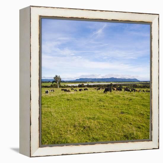 Herd of Cows on Farmland on the West Coast, South Island, New Zealand, Pacific-Matthew Williams-Ellis-Framed Premier Image Canvas